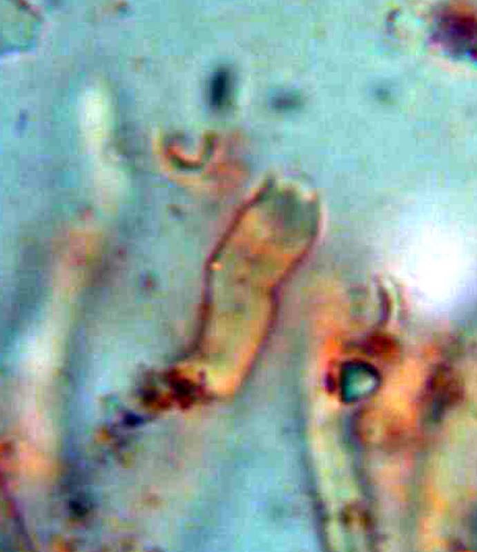 Ceriporia cf. purpurea (Ceriporia purpurea)